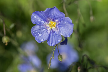 Blue Flax II