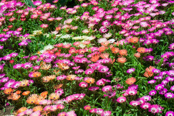 満開のリビングストンデイジー	