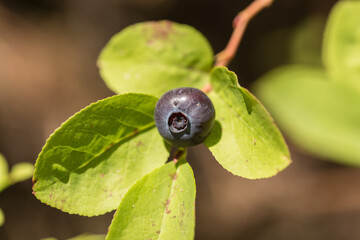 Wild Idaho Huckleberry