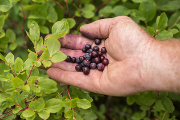 Wild Huckleberry Picking