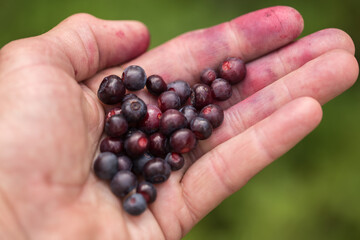 Handful of Huckleberries