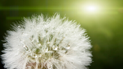 dandelion with dewdrops close up macro photography