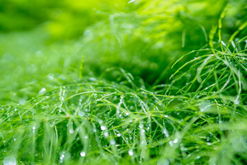 朝露をまとった草