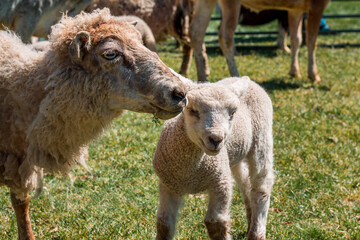 Fototapeta premium Sheep and lamb in a petting zoo