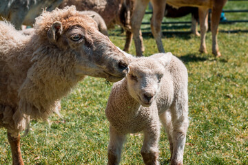 Sheep and lamb in a petting zoo