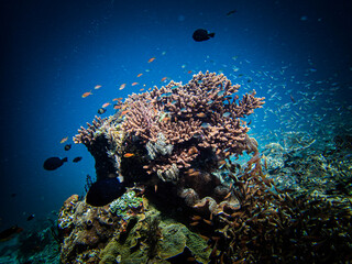 Obraz premium coral reef