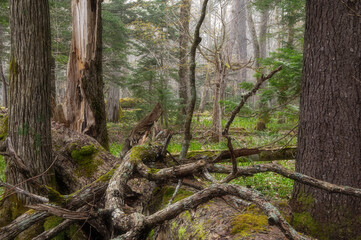 倒木や苔の雰囲気が幻想的な原生林。