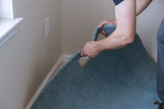 Professional worker with removing a carpet for renovation works in living room