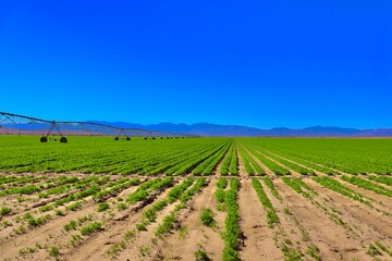 Farm Crops With Sprinklers and Mountain Silhouette Background in Southern California 