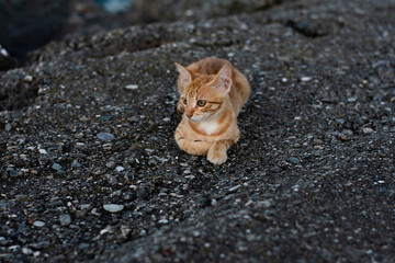 Katze auf Steinboden