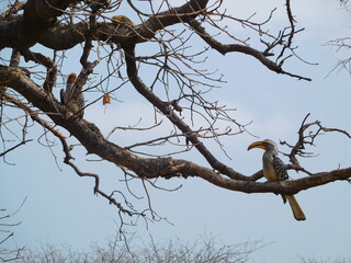 Hornbill in Botswana