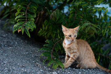 Katze auf Steinboden