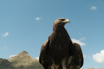 eagle bird falconry sitting on a pole
