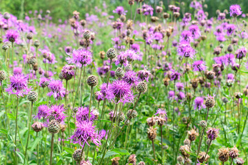 Summer meadow with lilac flowers of cornflowers. Green leaves and stems of knapweed flower. Summer backdrop concept.