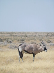 Gemsbok in Namibia