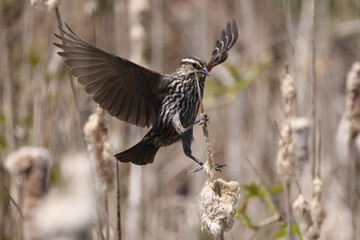 Female Red Winged blackbird perching on cattails in the marsh, also flying off branch, calling, spreading wings and watchful of her nest