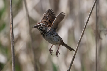Female Red Winged blackbird perching on cattails in the marsh, also flying off branch, calling,...