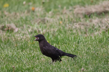 Juvenile European Starlings on perch or walking in grass calling for Mom to feed them on summer day in back yard
