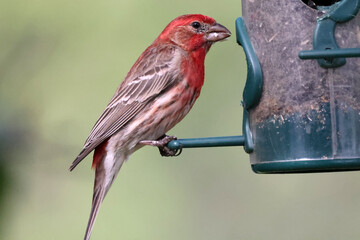 House finches eating bird seed on warm spring day