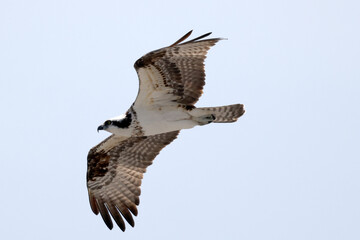 Osprey fly past on bright sunny spring day
