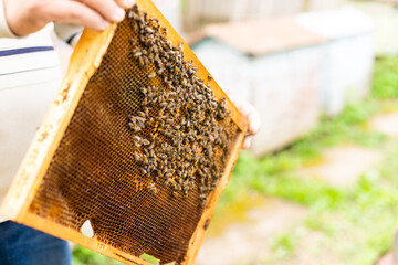 An elderly beekeeper examines the frames with bees near the hives