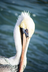 pelican on the beach
