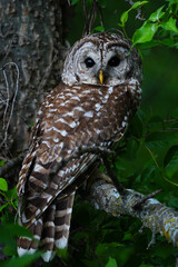  owl on a branch, Barred owl  