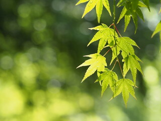 雨粒に濡れた新緑の紅葉
