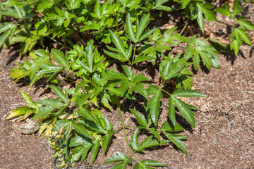 Japanese angelica plant (Angelica acutiloba) growing in herb garden
