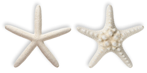 Starfish. Ocean animals mollusk. White Sea Dried Knobby Star fish on white isolated background. Close-up top view object. Macro High resolution photo. Concept for travel agency or post card.