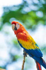 Scarlet Macaw