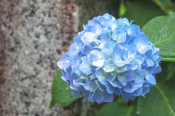 あじさい 紫陽花 アジサイ ブルー 紫 雨 梅雨 美しい 綺麗 かわいい さわやか 石 葉っぱ