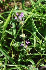 Henbit flowers. Lamiaceae winter annual weed.