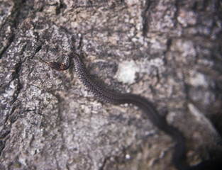 Sneaky ringneck snake