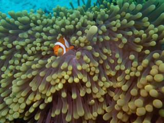 Naklejka na ściany i meble fish in anemone