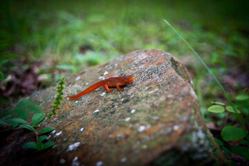 Eastern red spotted newt 47