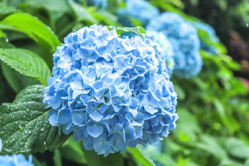 アジサイ 紫陽花 あじさい ブルー 紫 雨 梅雨 美しい 綺麗 キラキラ 光 かわいい さわやか 6月
