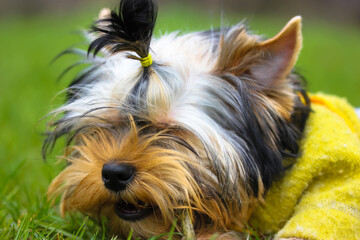 A cute Yorkshire Terrier puppy in green sweater on a grass, chewing on a stick.