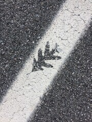 Fototapeta premium imprint of an oak leaf on a white dividing line on the road