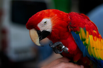 Papagei in Ecuador stock photo
Ecuador, Tropical Climate, Amazon Parrot, Bird, Journey