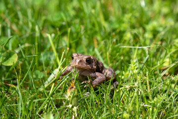 Eastern American Toad (Anaxyrus americanus) in the meadow