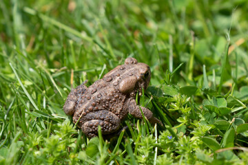 Eastern American Toad (Anaxyrus americanus) in the meadow
