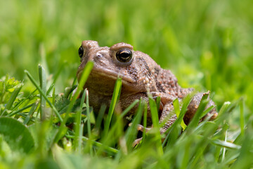 Eastern American Toad (Anaxyrus americanus) in the meadow