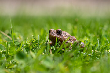 Eastern American Toad (Anaxyrus americanus) in the meadow