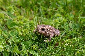 Eastern American Toad (Anaxyrus americanus) in the meadow