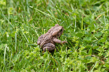 Eastern American Toad (Anaxyrus americanus) in the meadow
