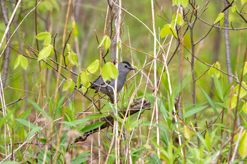 The gray catbird (Dumetella carolinensis) in the park.