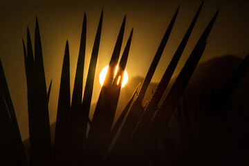 Agaves en atardecer en volcán de tequila. tequilana wever agave