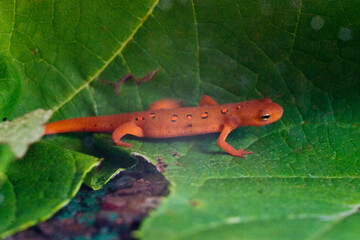 Eastern red spotted newt 14