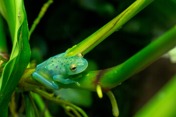 Glowing green frog resting on branch